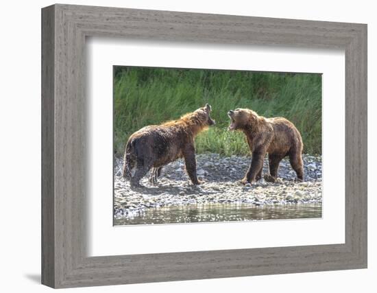 Grizzly Bears, Alaska Peninsula, Alaska, USA-Tom Norring-Framed Photographic Print