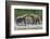 Grizzly Bears, Alaska Peninsula, Alaska, USA-Tom Norring-Framed Photographic Print