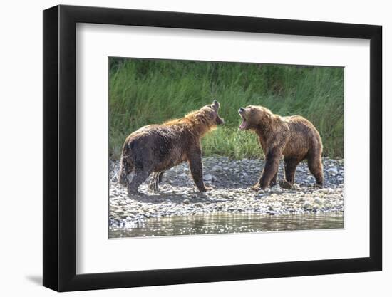 Grizzly Bears, Alaska Peninsula, Alaska, USA-Tom Norring-Framed Photographic Print