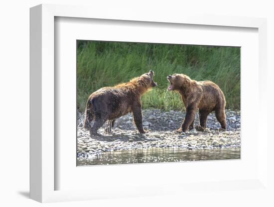 Grizzly Bears, Alaska Peninsula, Alaska, USA-Tom Norring-Framed Photographic Print