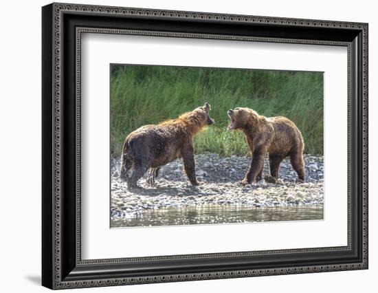 Grizzly Bears, Alaska Peninsula, Alaska, USA-Tom Norring-Framed Photographic Print