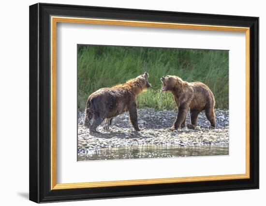 Grizzly Bears, Alaska Peninsula, Alaska, USA-Tom Norring-Framed Photographic Print