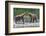 Grizzly Bears, Alaska Peninsula, Alaska, USA-Tom Norring-Framed Photographic Print