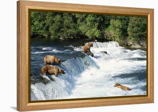 Grizzly Bears Fishing for Salmon at Brooks Falls-null-Framed Premier Image Canvas