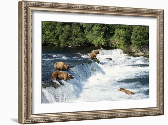 Grizzly Bears Fishing for Salmon at Brooks Falls-null-Framed Photographic Print