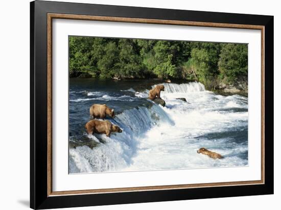 Grizzly Bears Fishing for Salmon at Brooks Falls-null-Framed Photographic Print