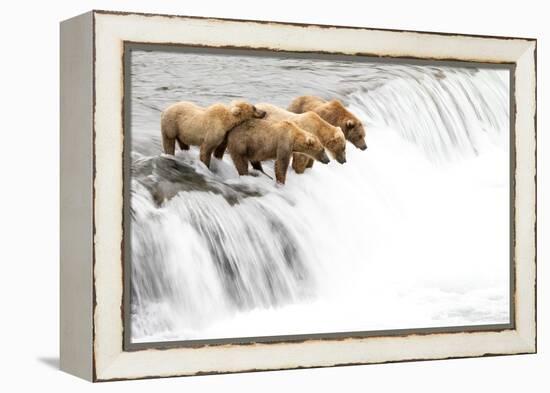 Grizzly bears on a waterfall waiting for leaping Salmon, Alaska-Danny Green-Framed Premier Image Canvas