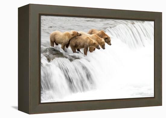 Grizzly bears on a waterfall waiting for leaping Salmon, Alaska-Danny Green-Framed Premier Image Canvas