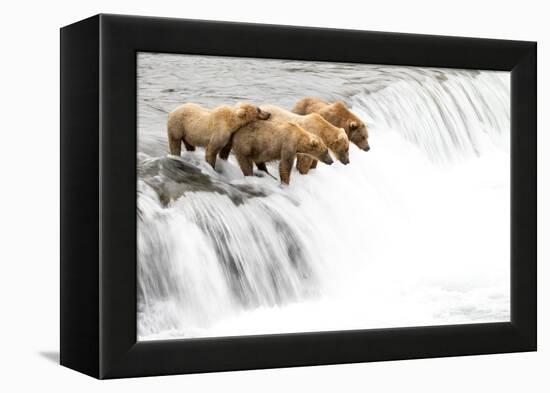 Grizzly bears on a waterfall waiting for leaping Salmon, Alaska-Danny Green-Framed Premier Image Canvas