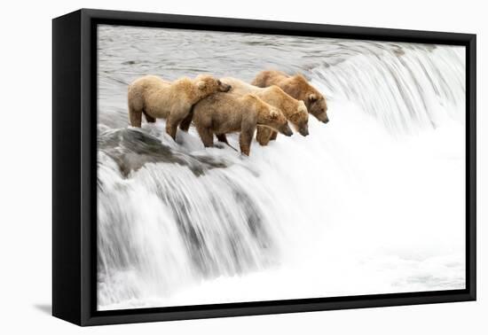 Grizzly bears on a waterfall waiting for leaping Salmon, Alaska-Danny Green-Framed Premier Image Canvas