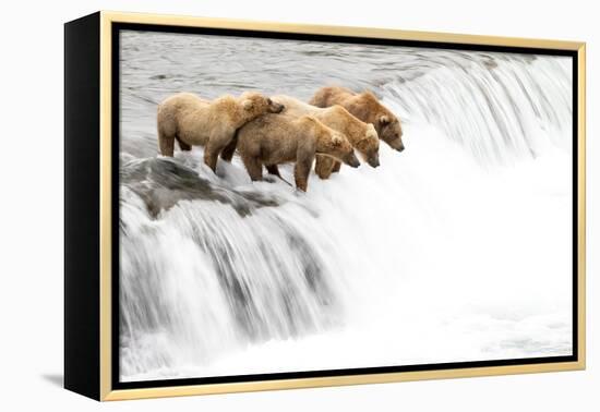 Grizzly bears on a waterfall waiting for leaping Salmon, Alaska-Danny Green-Framed Premier Image Canvas