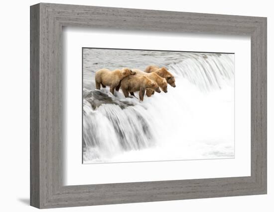 Grizzly bears on a waterfall waiting for leaping Salmon, Alaska-Danny Green-Framed Photographic Print