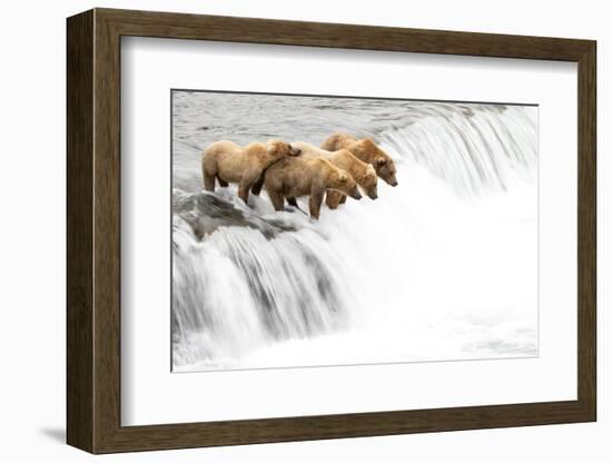 Grizzly bears on a waterfall waiting for leaping Salmon, Alaska-Danny Green-Framed Photographic Print