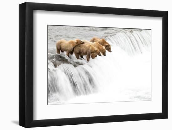 Grizzly bears on a waterfall waiting for leaping Salmon, Alaska-Danny Green-Framed Photographic Print