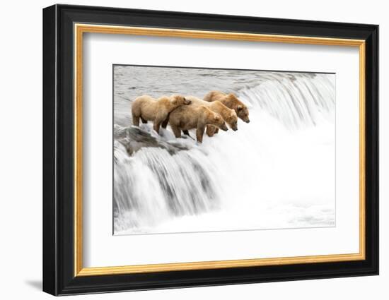 Grizzly bears on a waterfall waiting for leaping Salmon, Alaska-Danny Green-Framed Photographic Print