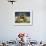 Grizzly Bears Sparring at Hallo Bay in Katmai National Park-Paul Souders-Framed Photographic Print displayed on a wall