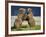 Grizzly Bears Sparring at Hallo Bay in Katmai National Park-Paul Souders-Framed Photographic Print