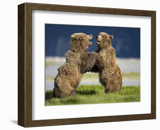 Grizzly Bears Sparring at Hallo Bay in Katmai National Park-Paul Souders-Framed Photographic Print