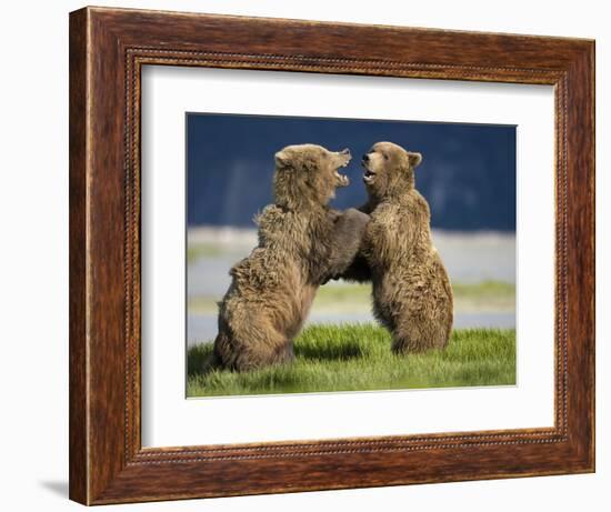 Grizzly Bears Sparring at Hallo Bay in Katmai National Park-Paul Souders-Framed Photographic Print