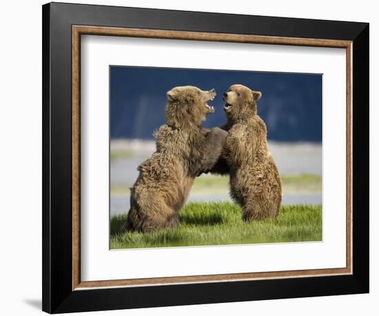 Grizzly Bears Sparring at Hallo Bay in Katmai National Park-Paul Souders-Framed Photographic Print