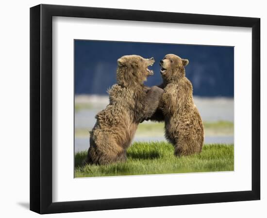 Grizzly Bears Sparring at Hallo Bay in Katmai National Park-Paul Souders-Framed Photographic Print