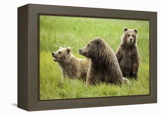 Grizzly Bears-Photos by Miller-Framed Premier Image Canvas