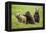 Grizzly Bears-Photos by Miller-Framed Premier Image Canvas