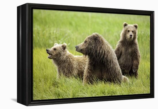 Grizzly Bears-Photos by Miller-Framed Premier Image Canvas