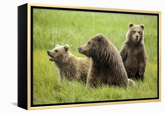 Grizzly Bears-Photos by Miller-Framed Premier Image Canvas