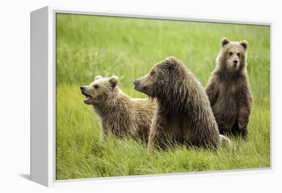 Grizzly Bears-Photos by Miller-Framed Premier Image Canvas