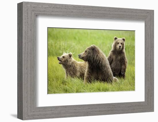 Grizzly Bears-Photos by Miller-Framed Photographic Print