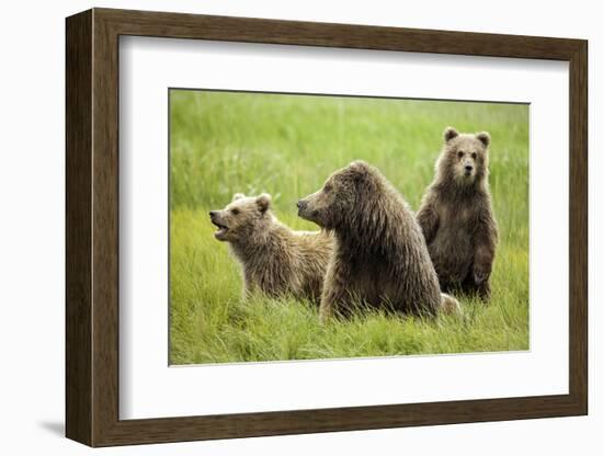 Grizzly Bears-Photos by Miller-Framed Photographic Print