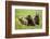 Grizzly Bears-Photos by Miller-Framed Photographic Print