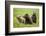 Grizzly Bears-Photos by Miller-Framed Photographic Print