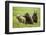 Grizzly Bears-Photos by Miller-Framed Photographic Print