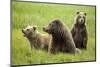 Grizzly Bears-Photos by Miller-Mounted Photographic Print