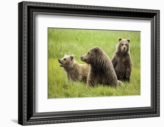 Grizzly Bears-Photos by Miller-Framed Photographic Print