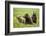 Grizzly Bears-Photos by Miller-Framed Photographic Print