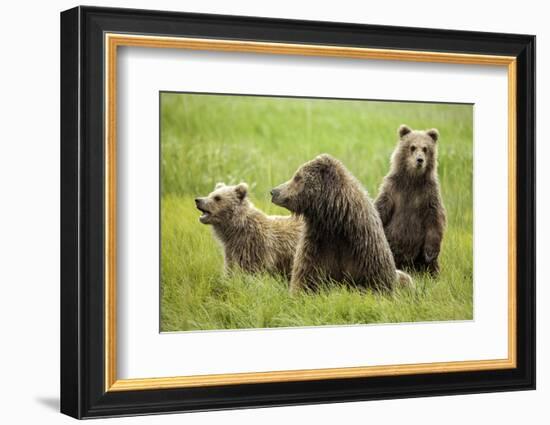 Grizzly Bears-Photos by Miller-Framed Photographic Print