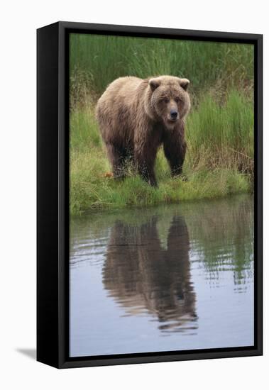 Grizzly by Stream-DLILLC-Framed Premier Image Canvas