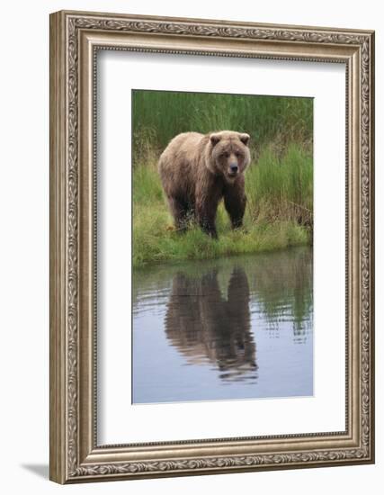 Grizzly by Stream-DLILLC-Framed Photographic Print