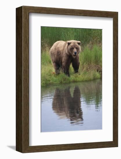 Grizzly by Stream-DLILLC-Framed Photographic Print