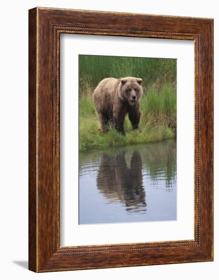 Grizzly by Stream-DLILLC-Framed Photographic Print