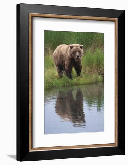 Grizzly by Stream-DLILLC-Framed Photographic Print