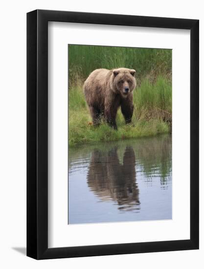 Grizzly by Stream-DLILLC-Framed Photographic Print