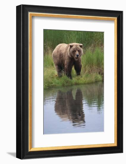 Grizzly by Stream-DLILLC-Framed Photographic Print