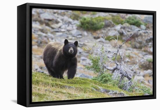 Grizzly colored Black Bear-Ken Archer-Framed Premier Image Canvas