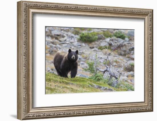 Grizzly colored Black Bear-Ken Archer-Framed Photographic Print