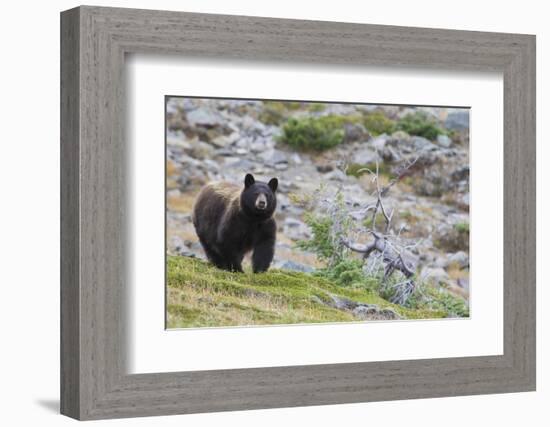 Grizzly colored Black Bear-Ken Archer-Framed Photographic Print