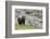 Grizzly colored Black Bear-Ken Archer-Framed Photographic Print